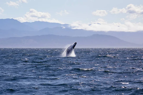 Victoria İngiliz Kolombiyası, Kanada açıklarında kambur balina yaklaşıyor.. — Stok fotoğraf