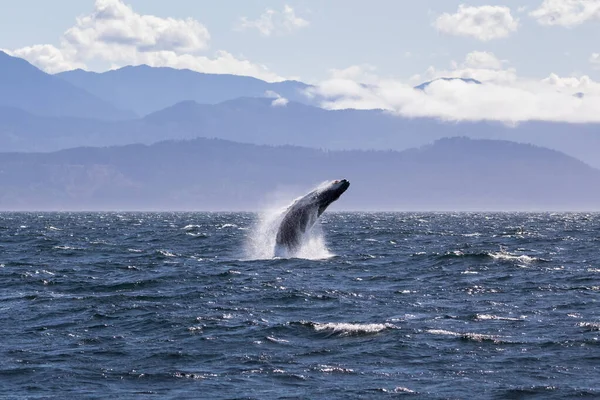 Victoria İngiliz Kolumbiyası açıklarında kambur balina yaklaşıyor. — Stok fotoğraf