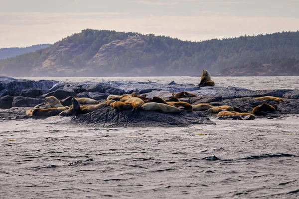 Sea Lions tumbado al sol en las rocas cerca de Victoria British Columbia . — Foto de Stock