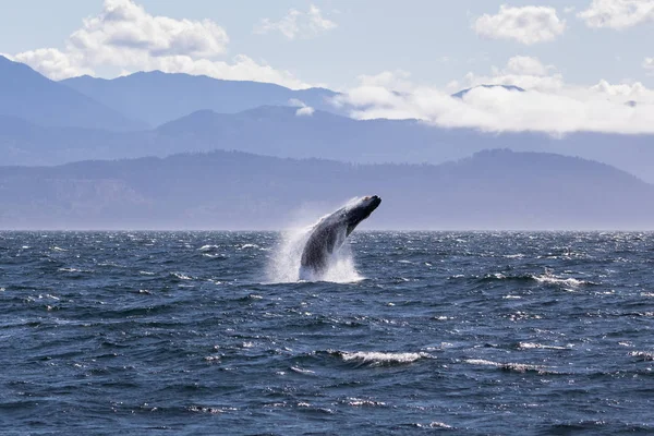 Горбатий кит пробивається біля узбережжя Вікторії (Британська Колумбія). Стокове Зображення