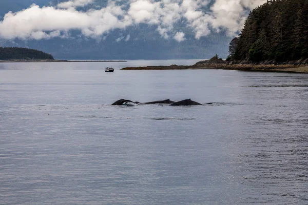 Alaska 'da bir grup kambur balina — Stok fotoğraf