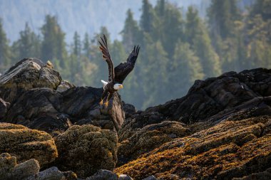 Kel Kartal Ketchikan Alaska 'daki kayalık sahilden havalandıktan hemen sonra havalandı.