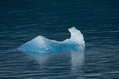 Dawes Buzulu, Endicott Arm, Alaska yakınlarındaki sularda yüzen buzdağı.