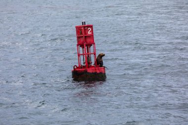 Sea Lion sitting on a red navigational buoy in Alaska just outside of Hoonah, Icy Strait Point clipart