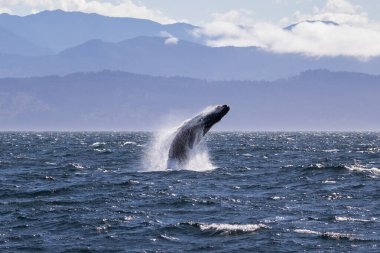 Victoria British Columbia, Kanada açıklarında kambur balina yaklaşıyor. Arka planda güzel dağlar (Pasifik 'in kuzeybatısındaki San Juan Adaları yakınında))