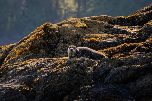 Spotted Harbor Seal Sentado Sol Costa Rocosa Cerca Ketchikan Alaska — Foto de Stock