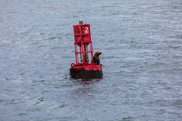 Sea Lion Sitting Red Navigational Buoy Alaska Just Hoonah Icy — Stock Photo, Image