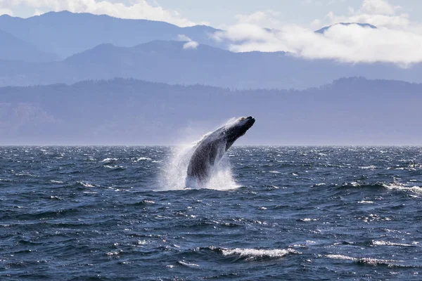 Humpback Whale Breaching Coast Victoria British Columbia Canada Beautiful Mountains — Stock Photo, Image