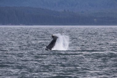 Humpback Whale slapping the water with it's tail. Hoonah, Icy Strait Point, Alaska clipart