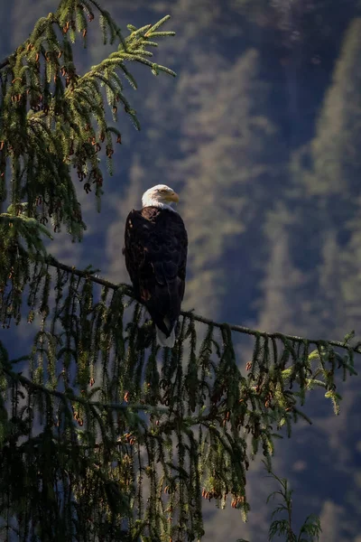 Bald Eagle sitting high up in a tree in Ketchikan, Alaska