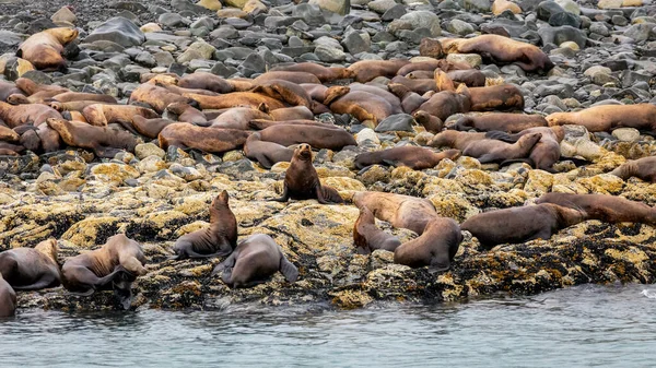 Colonia Leones Marinos Descansando Sobre Las Rocas Cerca Juneau Alaska — Foto de Stock