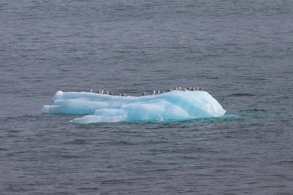빙산은 알래스카 엔디콧 아름에 물위를 떠다니고 갈매기 — 스톡 사진