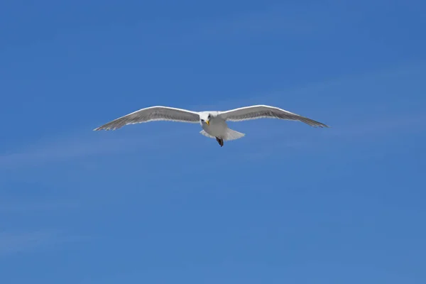날아다니는 갈매기가 하늘을 배경으로 지나가는 배들을 내려다보고 — 스톡 사진