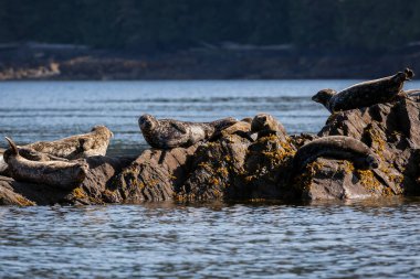 Alaska Ketchikan 'daki kayalık kıyı şeridinde güneşte oturan bir grup fok balığı.