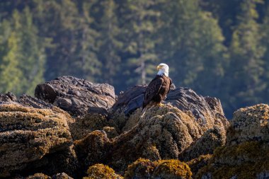 Kel Kartal Ketchikan Alaska 'nın kayalık kıyılarında oturuyor.