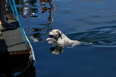 Jack Russell Terrier Köpek yüzücüsü. Kefaletini sahibine / koruyucusuna geri getiriyor.