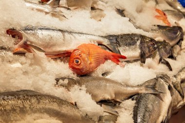 Buzda taze balık Seattle balık pazarında satılmaya hazır.