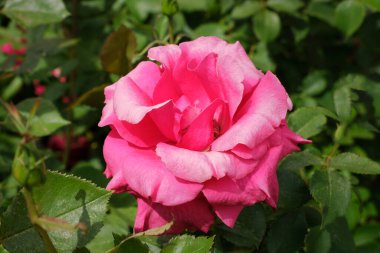 Pembe bahçe gülü baharda açan bir gül çalısı üzerinde