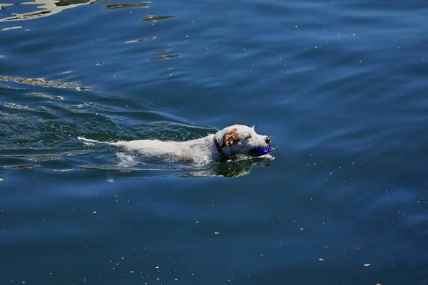 Jack Russell Terrier Kutya Úszik Labdájával Vízben Parton — Stock Fotó