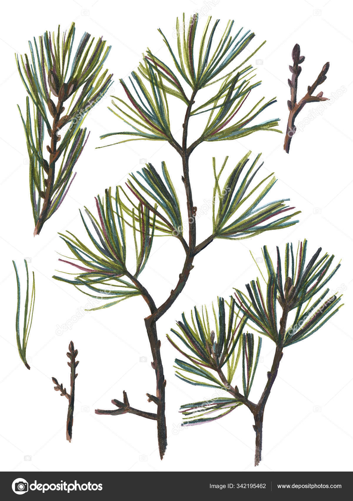 Floral Set Isolated White Eastern White Pine Branch Pine Cones Stock Photo By C Galakam16 Yandex Ru 342195462