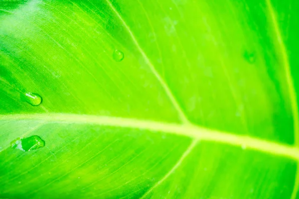 Astratto di foglie verdi e goccioline d'acqua, Fresco . — Foto Stock