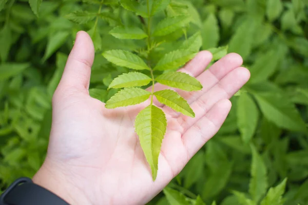 La mano de la mujer sostiene las hojas verdes — Foto de Stock