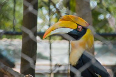 Hornbills in a cage at the zoo, Thailand