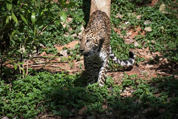 Los leopardos persas están buscando presas serias. — Foto de Stock