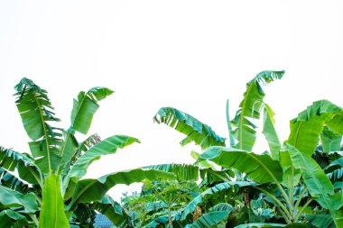 Tayland 'ın arka bahçesinde akşam muz yaprağı kapanıyor. Yeşil 