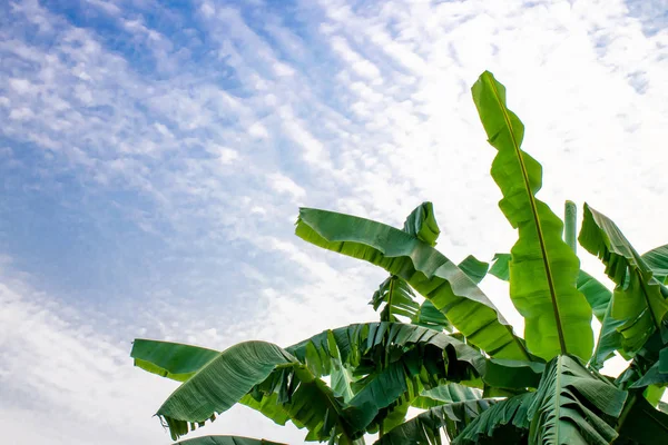空と雲の中にバナナの葉を閉じます。緑の木 — ストック写真