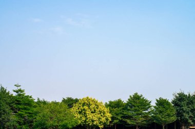 Yeşil ağaçlar ve mavi gökyüzü, çok güzel. Kopyalama alanı ile.