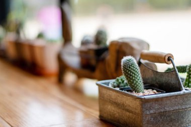 Pencerenin yanındaki tahta masada kaktüsü kapat..