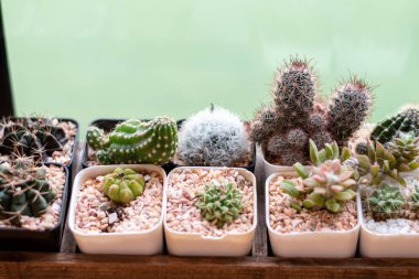 Pencerenin yanındaki kaktüsün üst görünümü, kopyalama alanı ile.