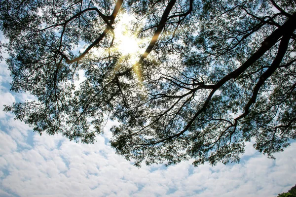 晴れた日の空の木の枝のトップビュー — ストック写真