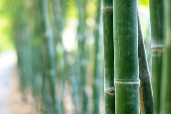 竹の木の閉鎖 アジアの森の自然背景 — ストック写真