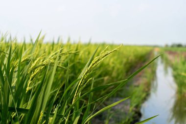 Tayland 'daki pirinç tarlalarında yeşil pirinç yakın plan..