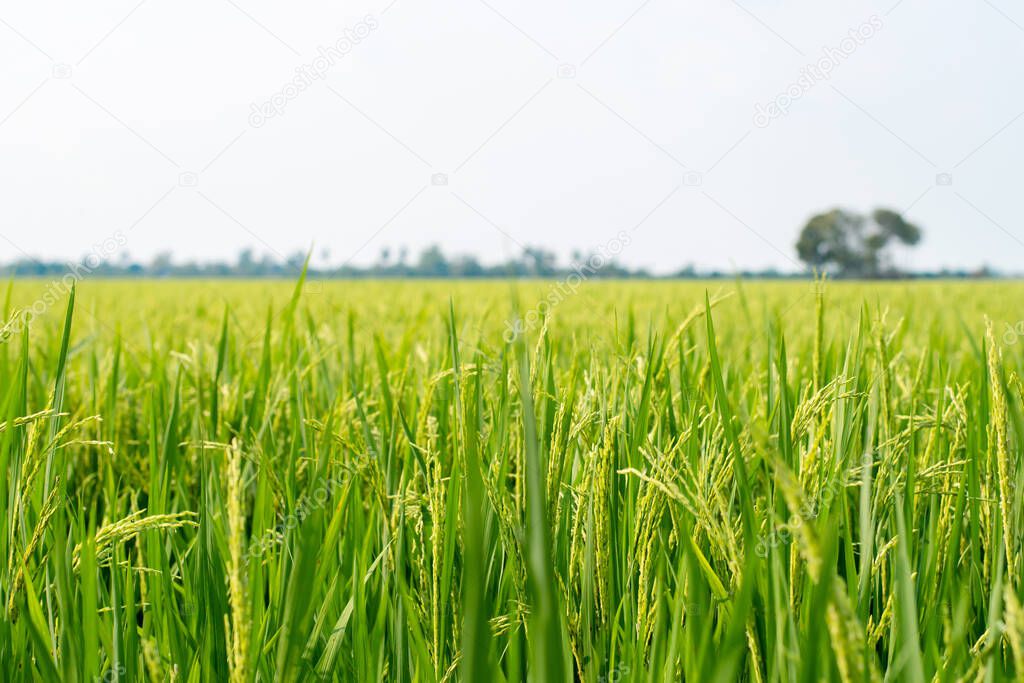 Green rice fields are on farms in Thailand.