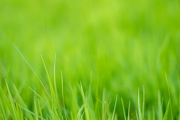 Bright green grass in the close up with copy space.
