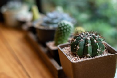 Evin penceresinin yakınındaki tahta bir masada bir sürü kaktüs var.