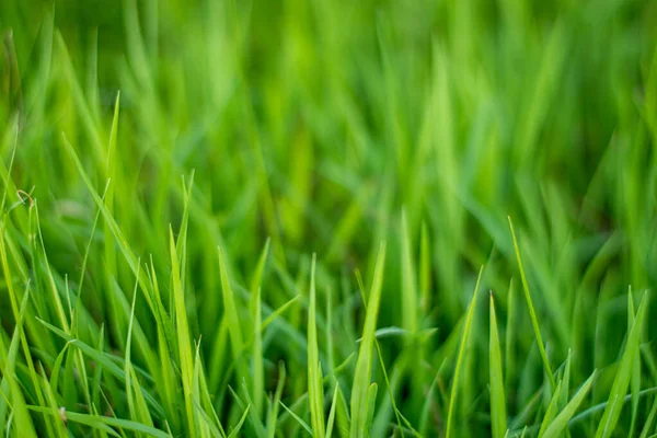 Eine Nahaufnahme Von Grünen Grasblättern Einem Naturpark — Stockfoto