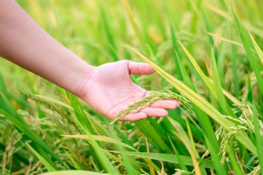 Asyalı bir çiftçinin ellerinde pirincin yakın çekimi..