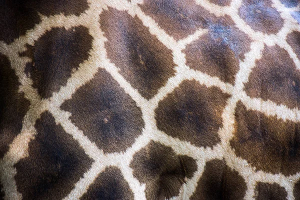Texture Pelliccia Giraffa Fauna Selvatica — Foto Stock