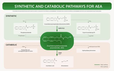 Aea yatay ders kitabı için sentetik ve katabolik yollar