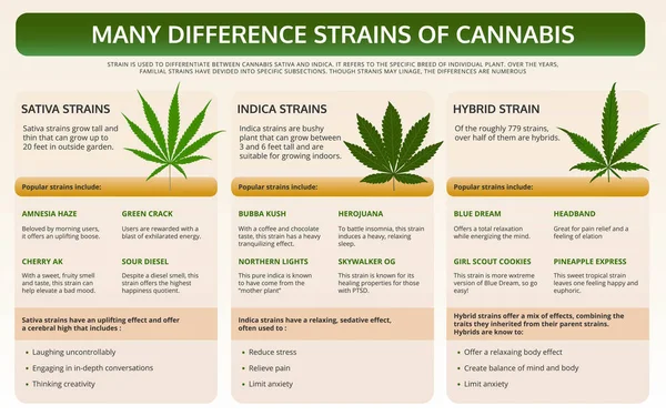 Muitas cepas diferentes de infográfico de livro didático horizontal Cannabis —  Vetores de Stock