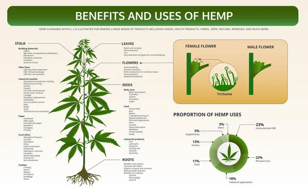 Benefici e usi di canapa orizzontale libro di testo infografico — Vettoriale Stock