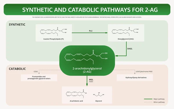 Synthetic And Catabolic Pathways for 2-AG horizontal textbook infographic