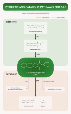2-Arachidonoylglycerol için Sentetik ve Katabolik Yollar 2-Ag dikey ders kitabı esrarın bitkisel alternatif tıp ve kimyasal terapi, sağlık ve tıp bilimi vektörü olarak gösterilmesiyle ilgili bilgiler.