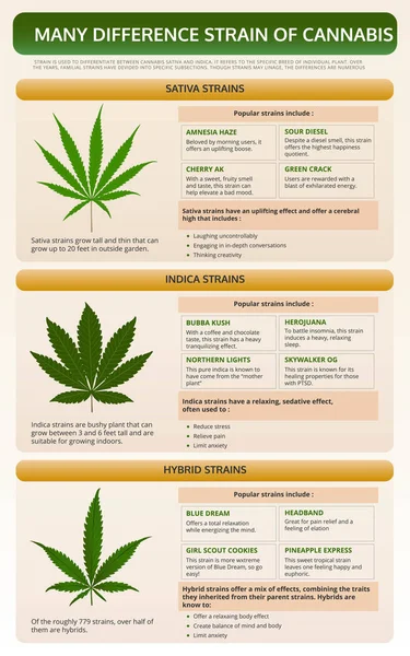 Many Different Strains of Cannabis vertical textbook infographic — Stock Vector