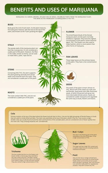 Vantaggi e usi di Marijuana verticale libro di testo infografico — Vettoriale Stock