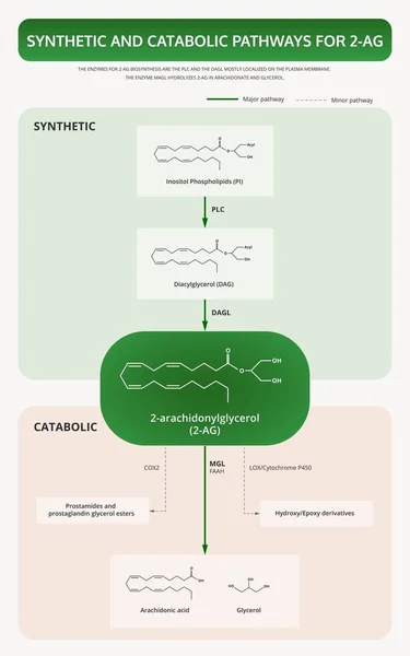 Synthetic and Catabolic Pathways for 2-Arachidonoylglycerol 2-AG vertical textbook infographic illustration about cannabis as herbal alternative medicine and chemical therapy, healthcare and medical science vector.